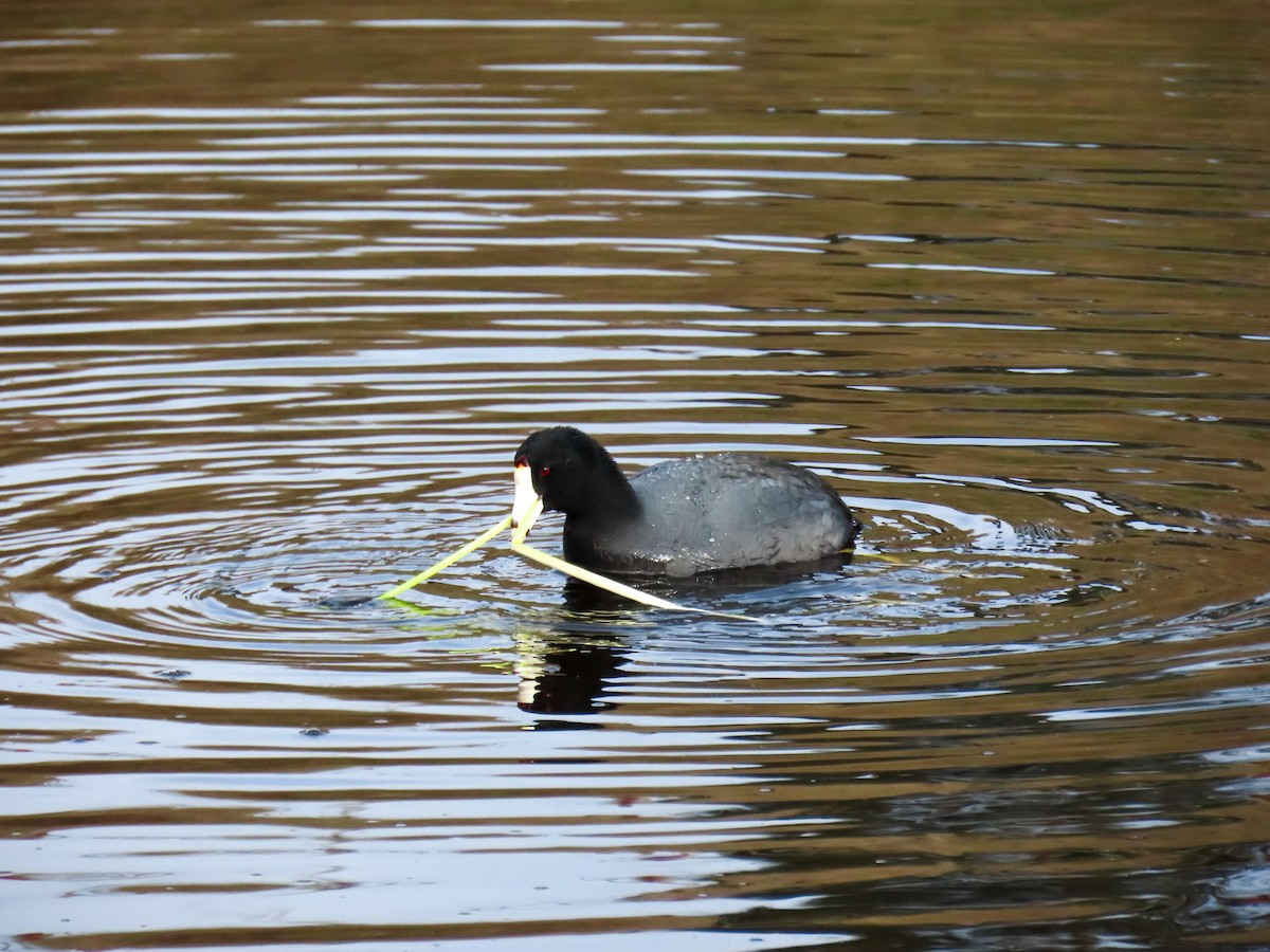 American Coot (Red-shielded) - ML615593546