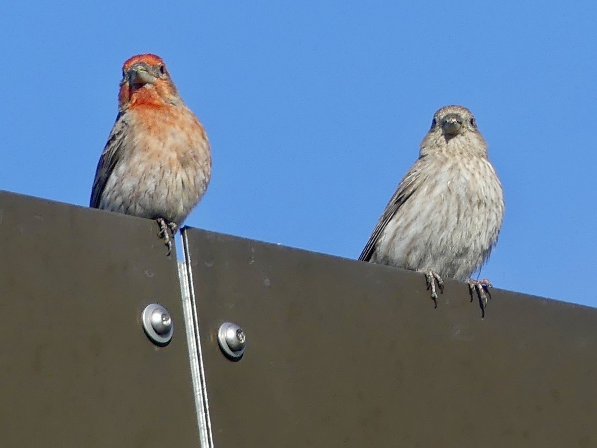 House Finch - ML615593670