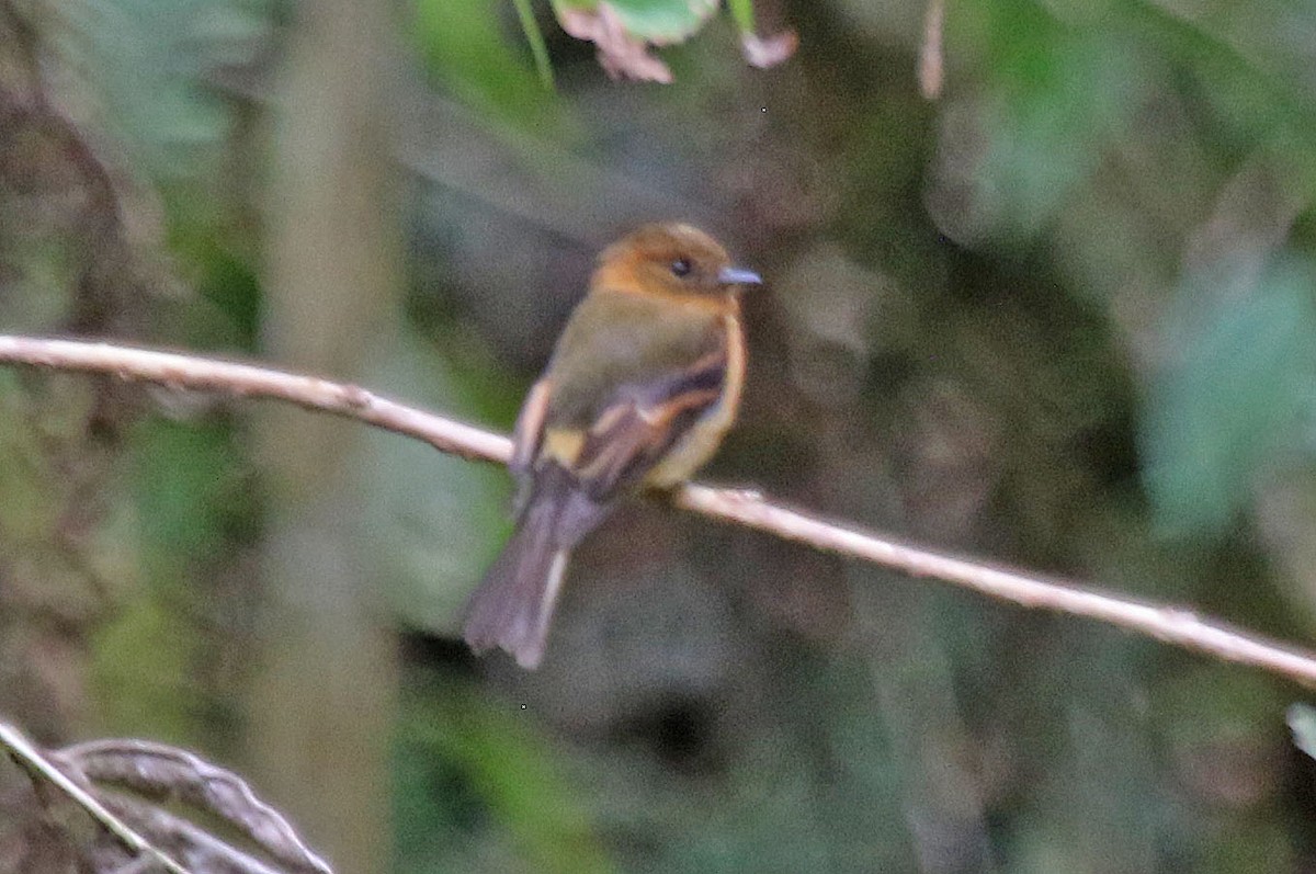 Cinnamon Flycatcher - ML615593705