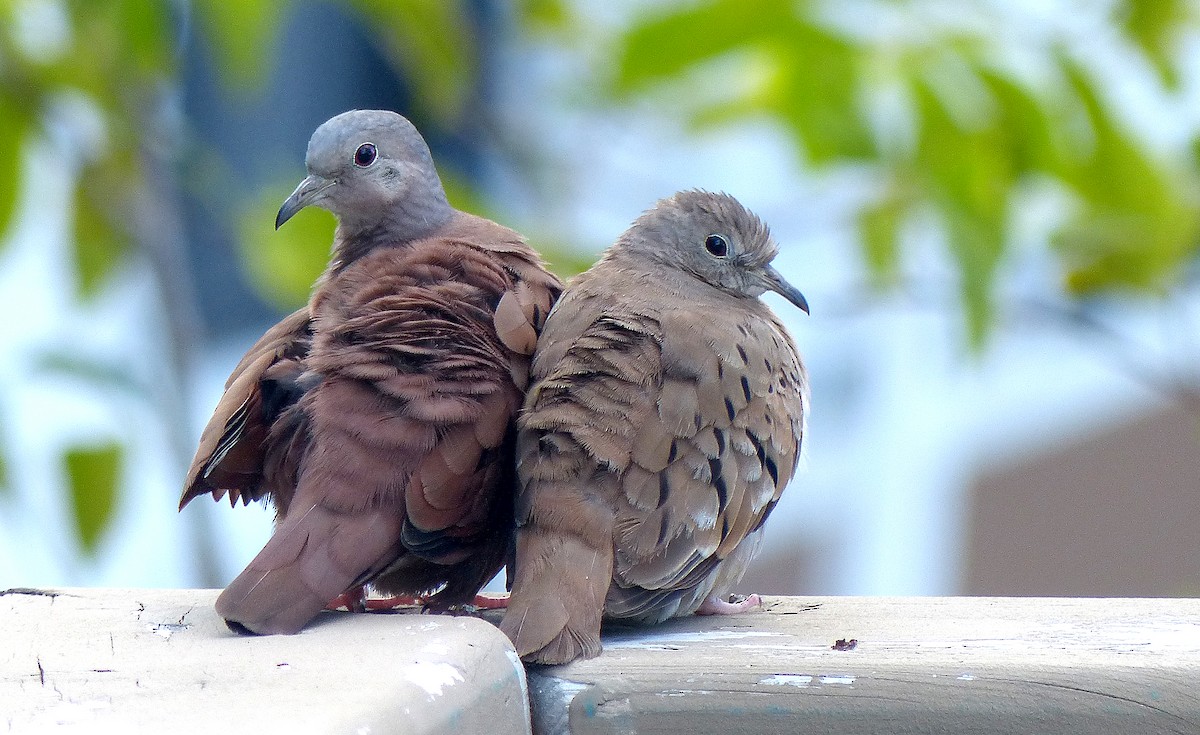 Ruddy Ground Dove - ML615593709