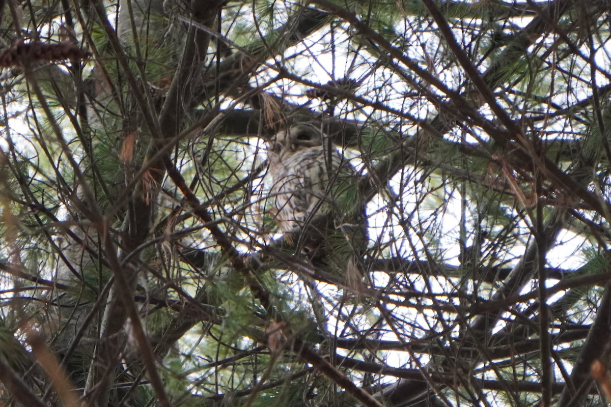Barred Owl - ML615593723