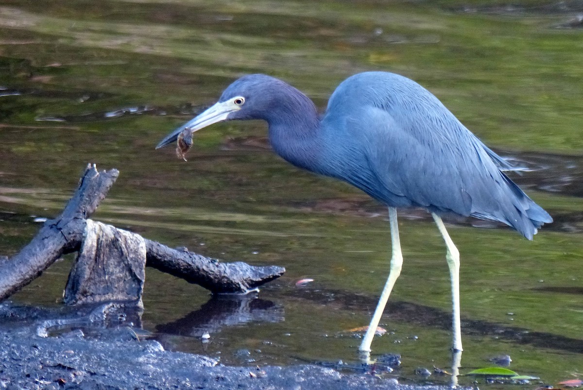 Little Blue Heron - Garvin Filbert