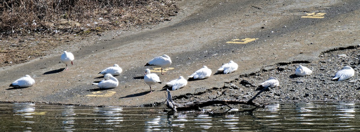 Snow Goose - ML615593757