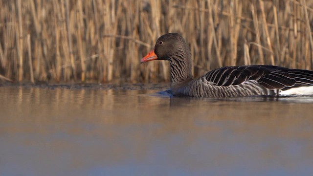 Graylag Goose - ML615593816