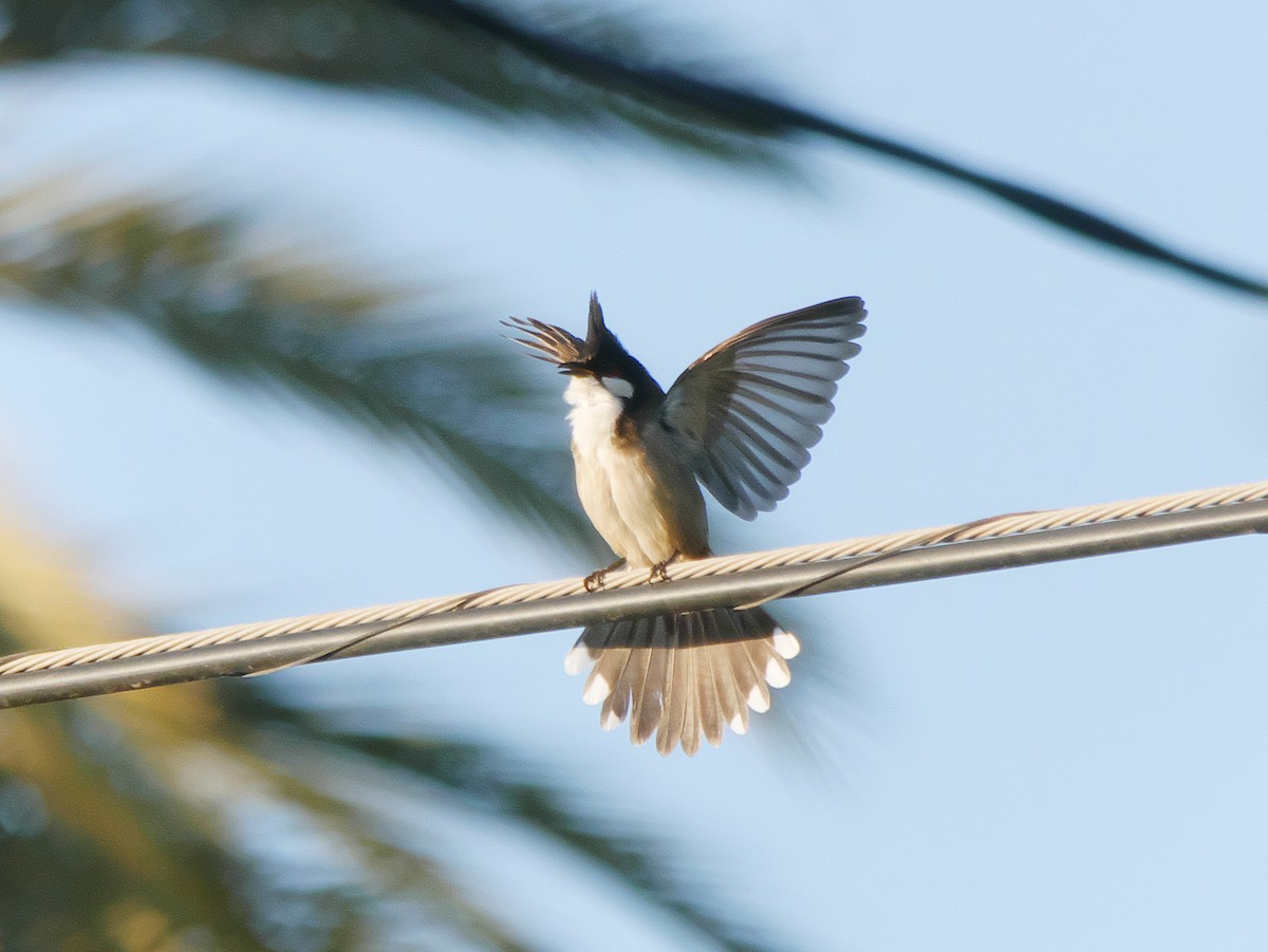 Red-whiskered Bulbul - ML615593818