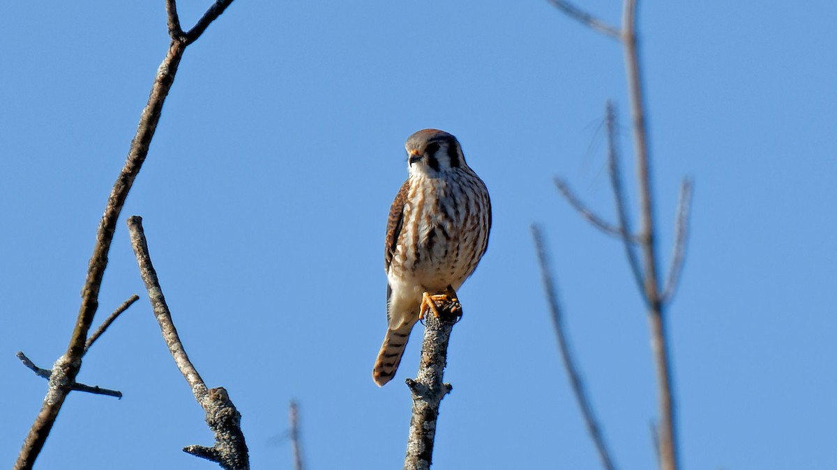 American Kestrel - ML615593825