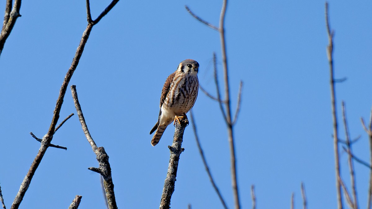 American Kestrel - ML615593826