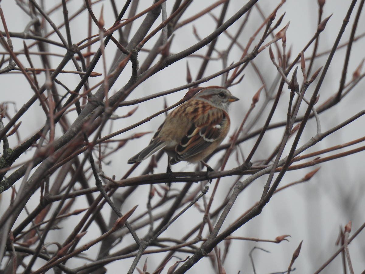 American Tree Sparrow - ML615593841