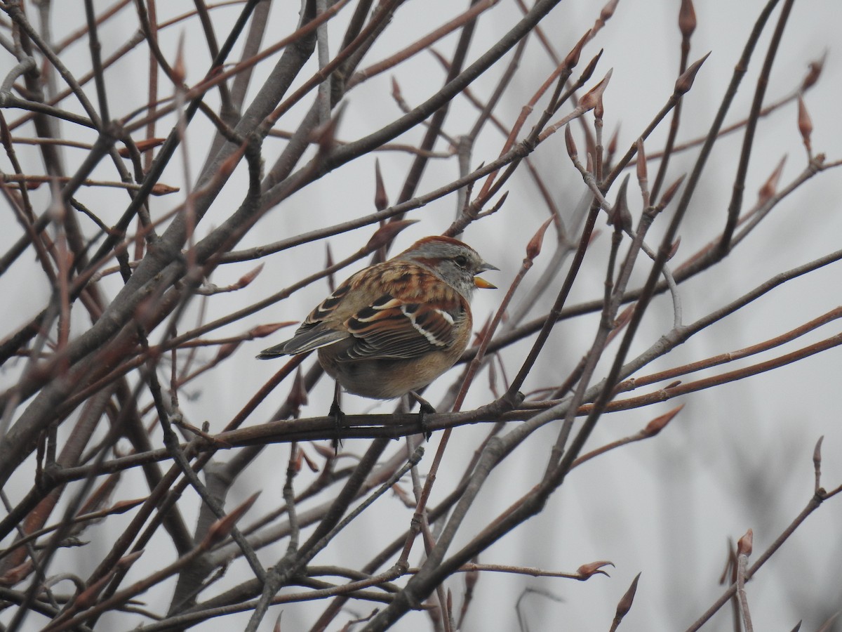 American Tree Sparrow - ML615593842