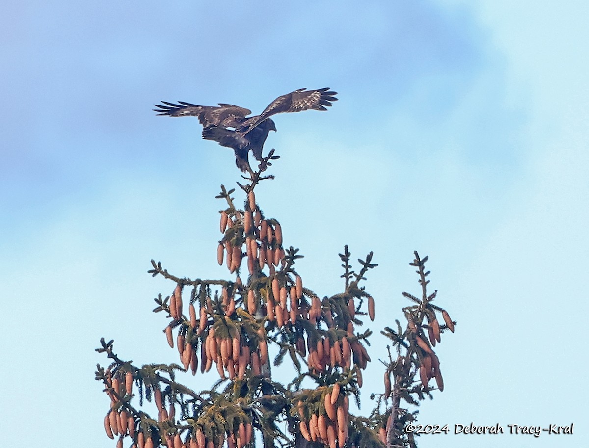 Rough-legged Hawk - ML615593862