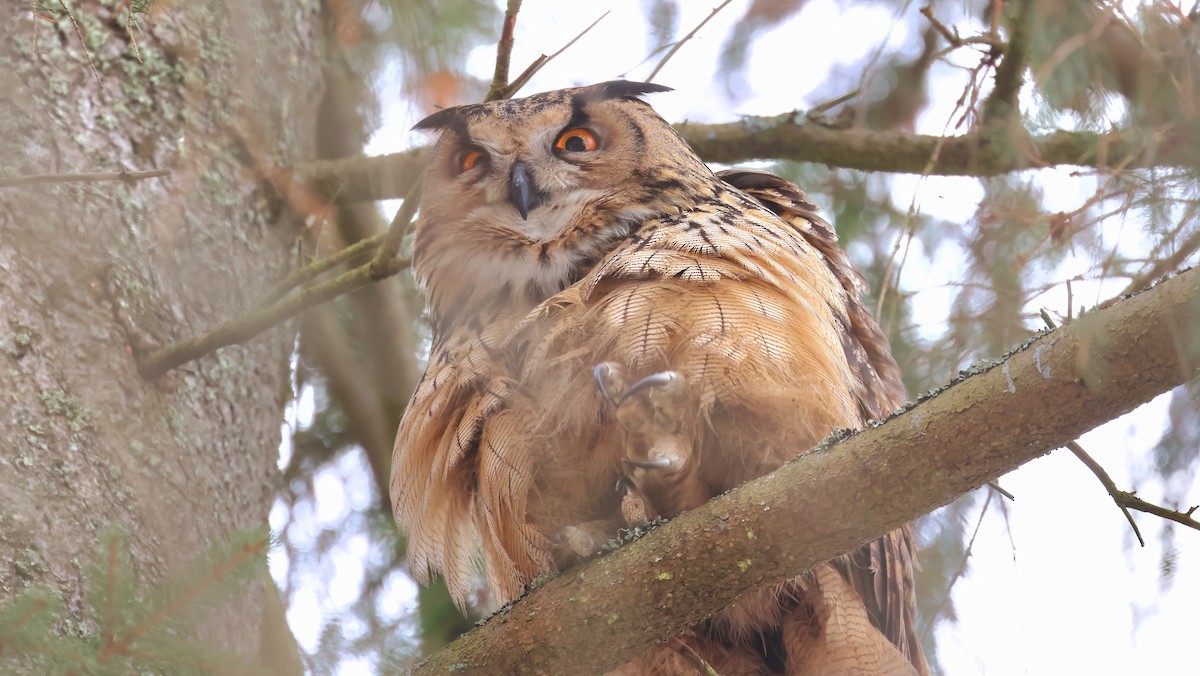 Eurasian Eagle-Owl - ML615593865