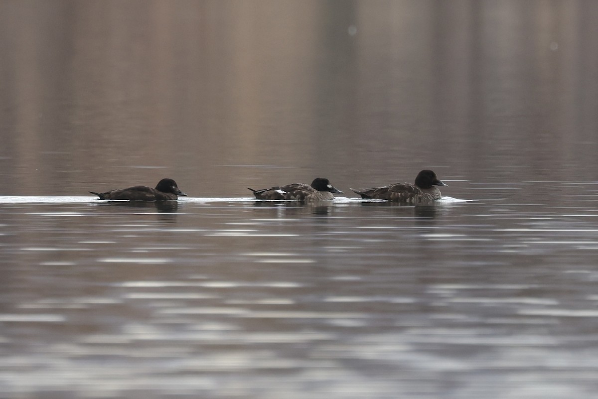 White-winged Scoter - ML615593919