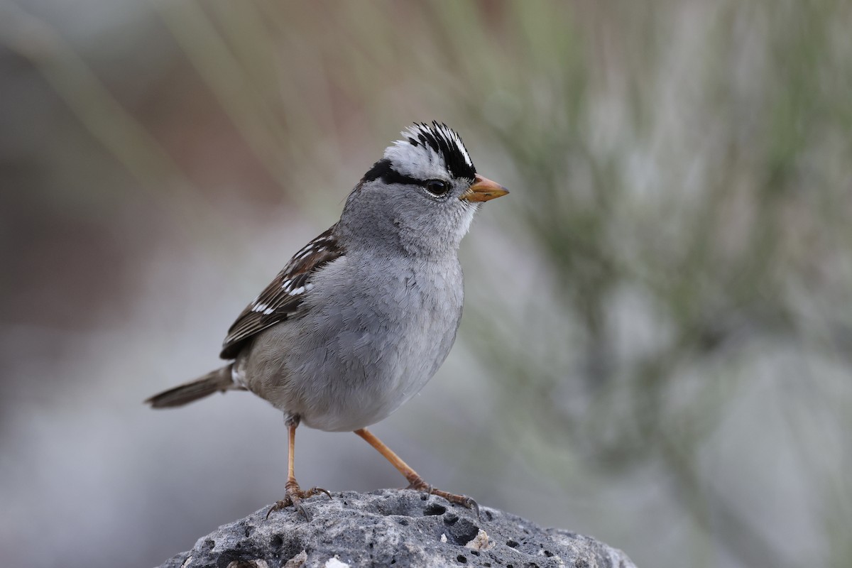 White-crowned Sparrow - ML615593928