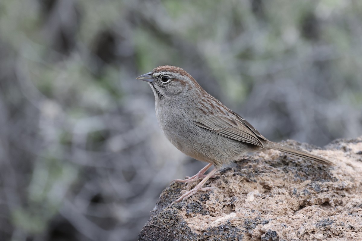 Rufous-crowned Sparrow - ML615593933