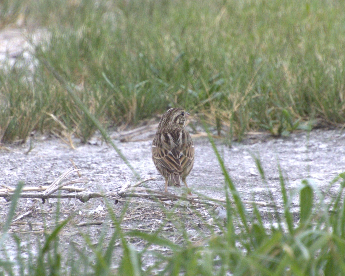 Savannah Sparrow - ML615593937