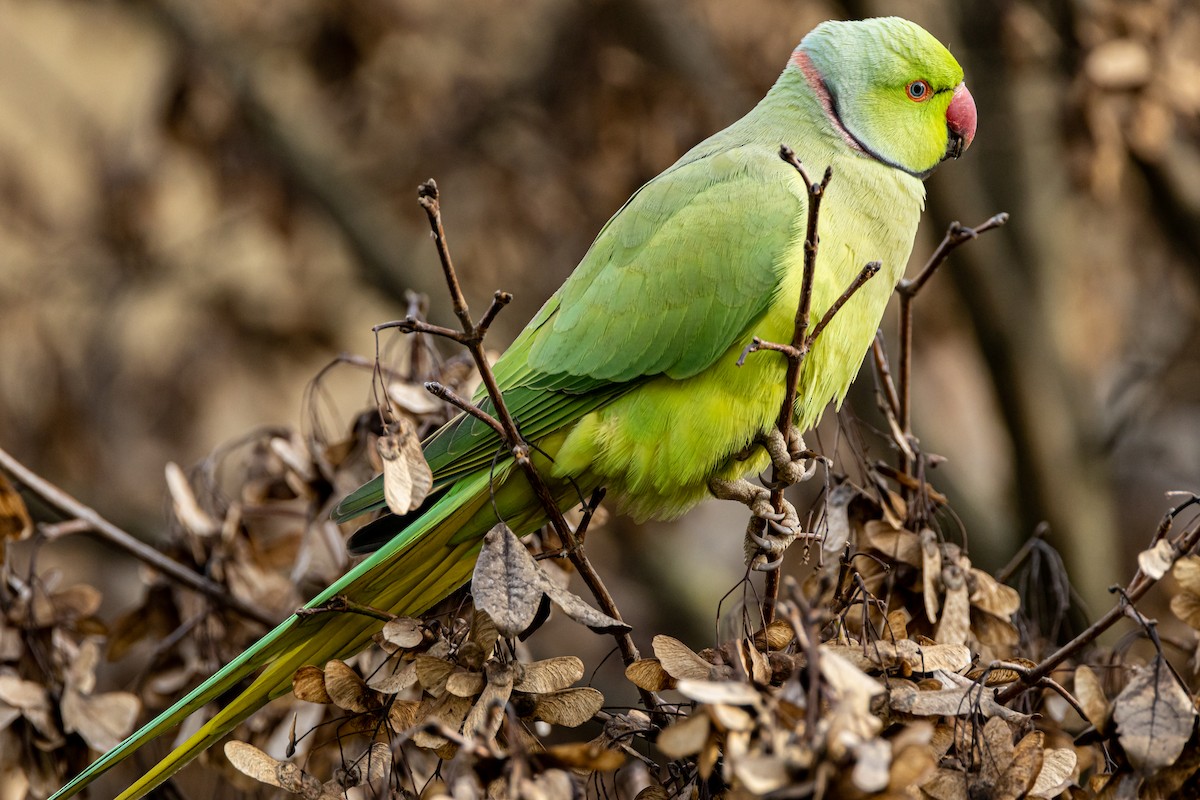 Rose-ringed Parakeet - ML615593946