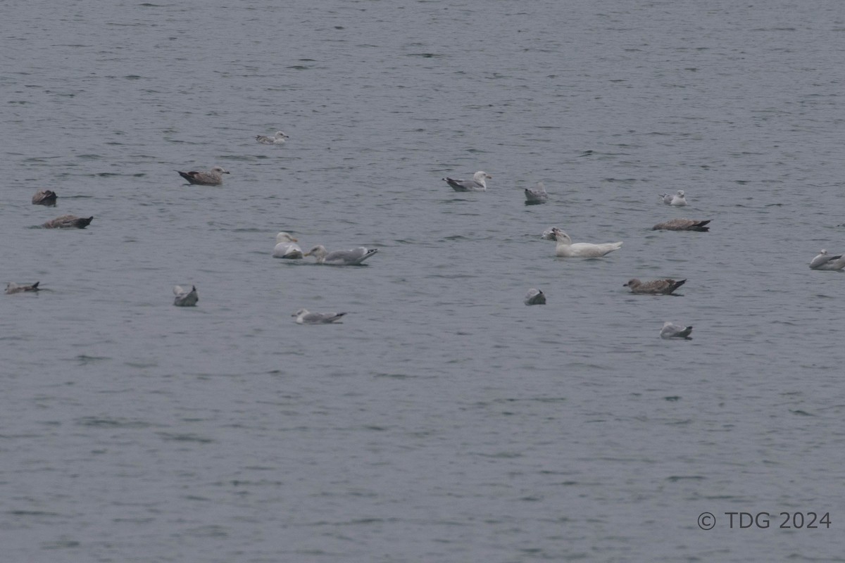 racek šedý - ML615593951