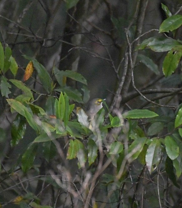 White-eyed Vireo - ML615593965