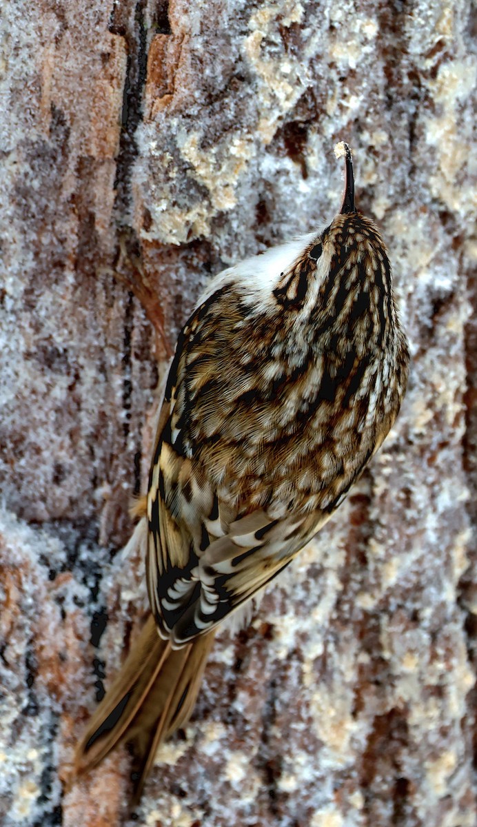 Eurasian Treecreeper - ML615593976