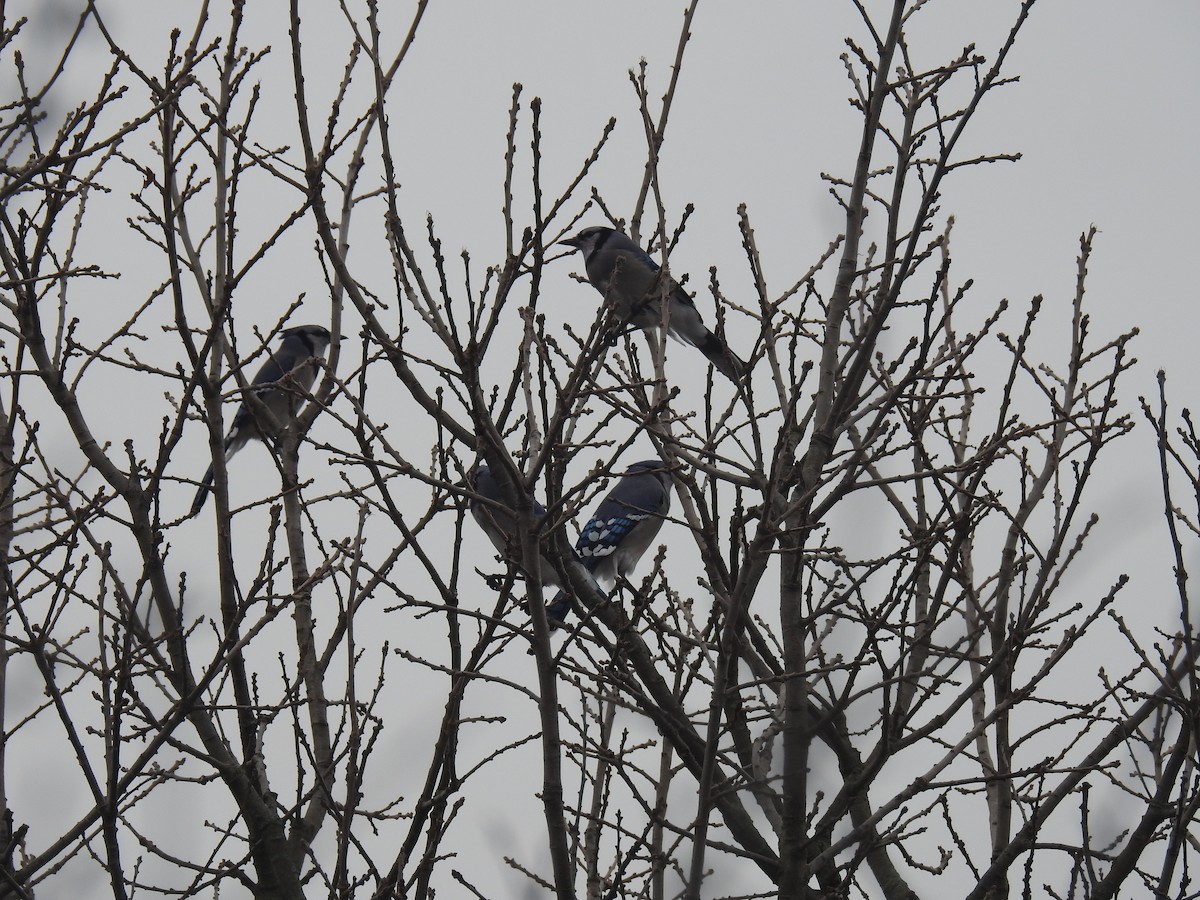 Blue Jay - Tom Dibblee