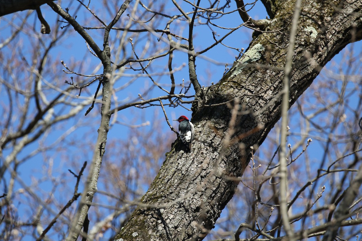 Pic à tête rouge - ML615594041