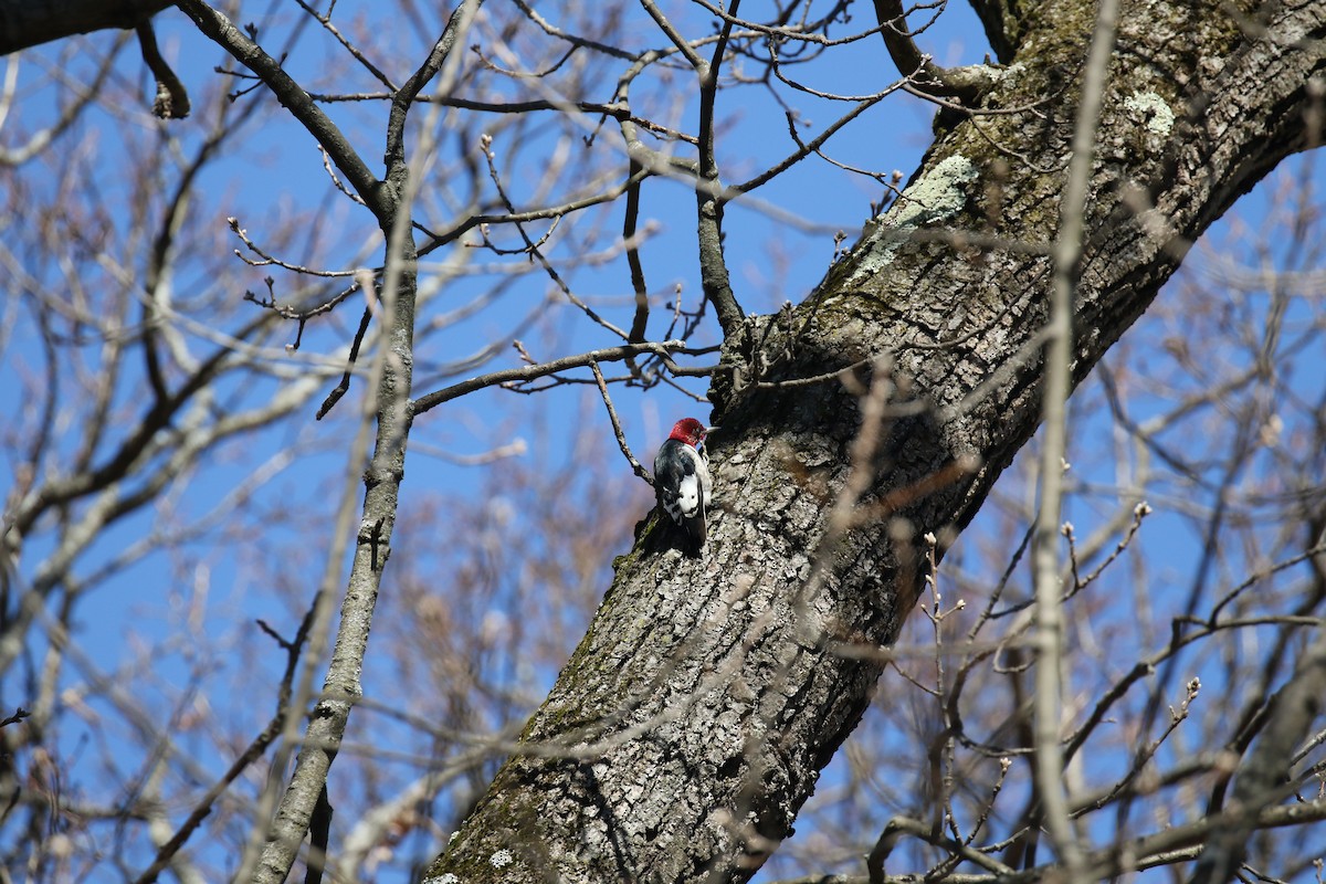 Red-headed Woodpecker - Joe Haemmerle