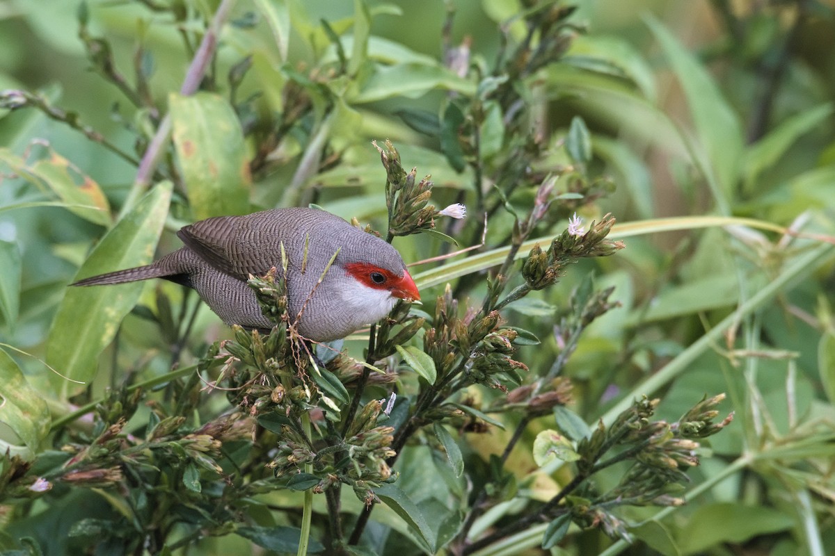 Common Waxbill - Luis Agosto