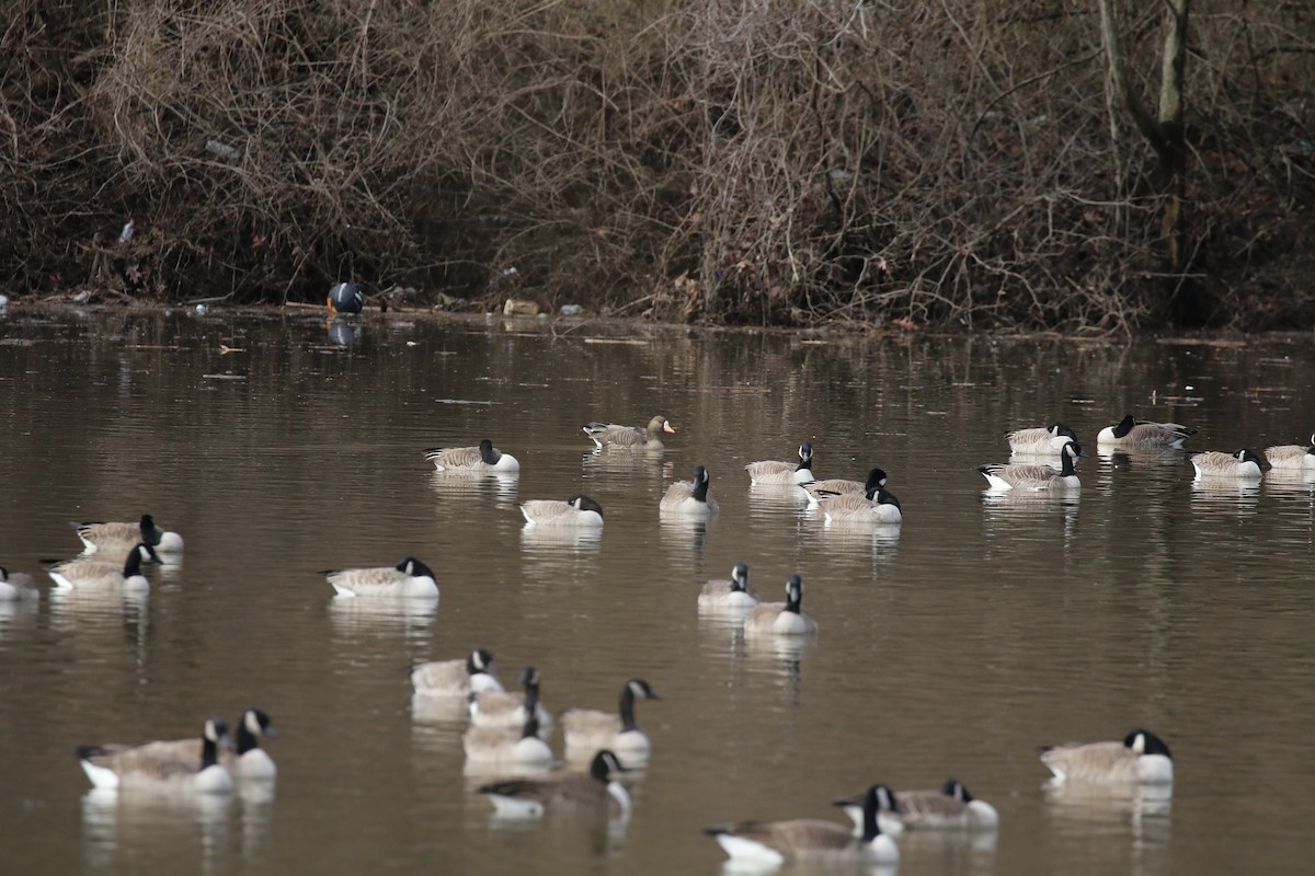 Greater White-fronted Goose - Joe Haemmerle