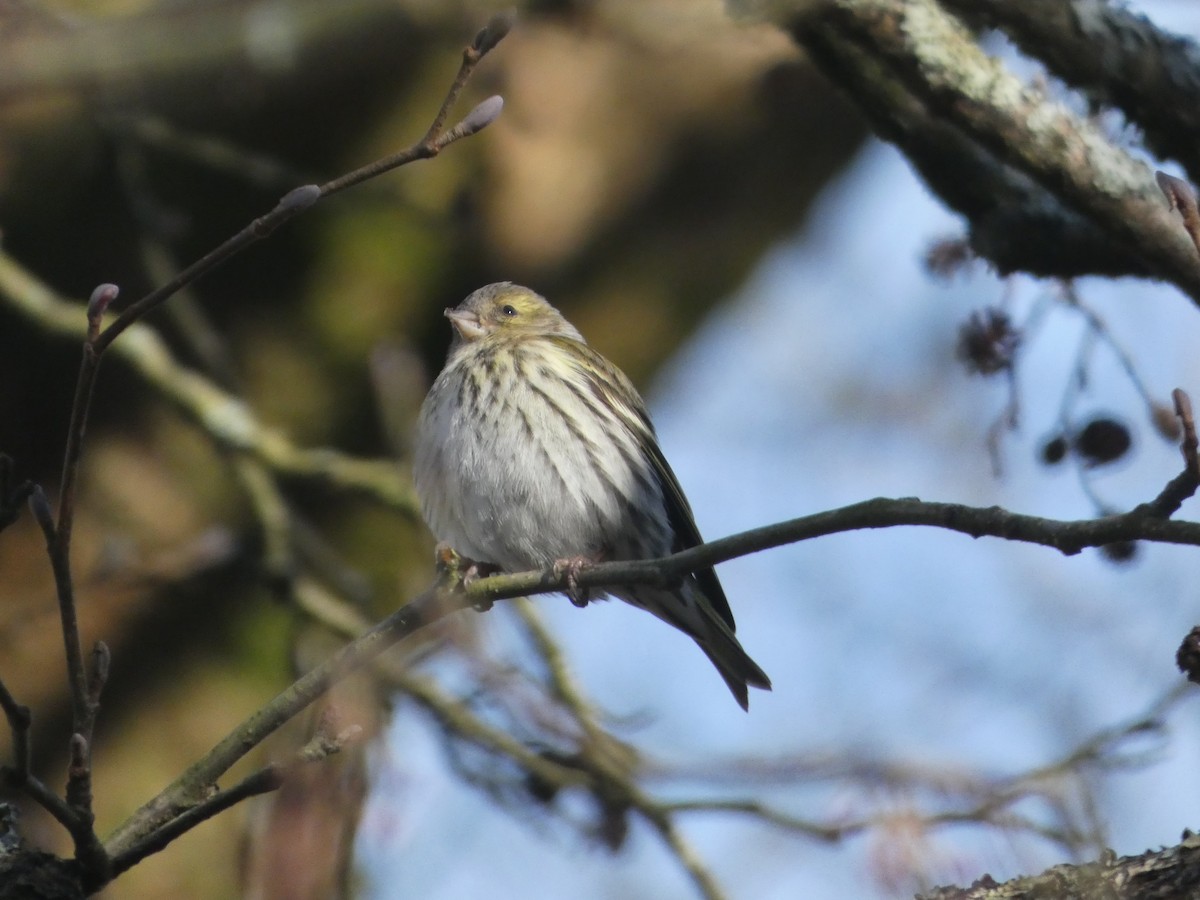 Eurasian Siskin - ML615594160