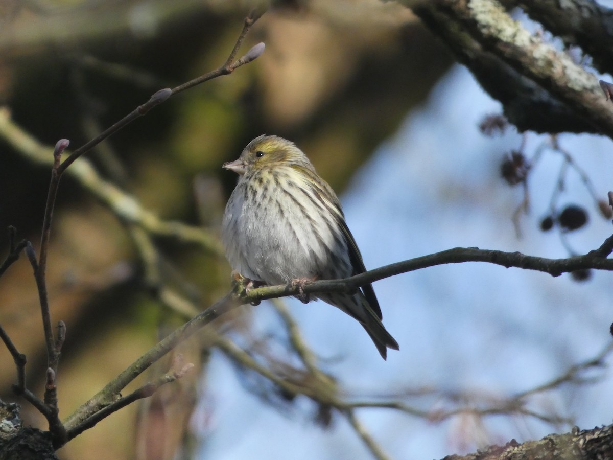 Eurasian Siskin - ML615594161