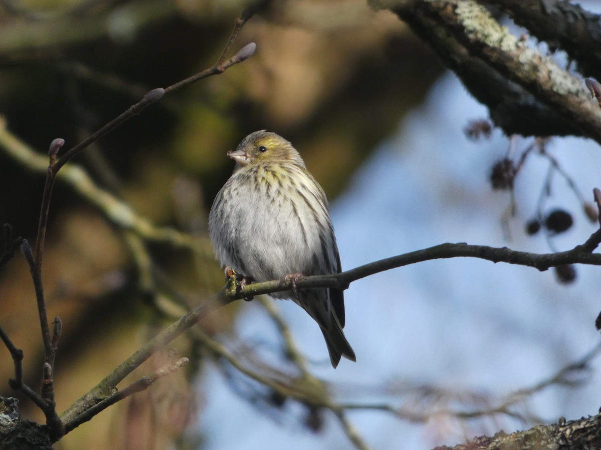 Eurasian Siskin - ML615594162