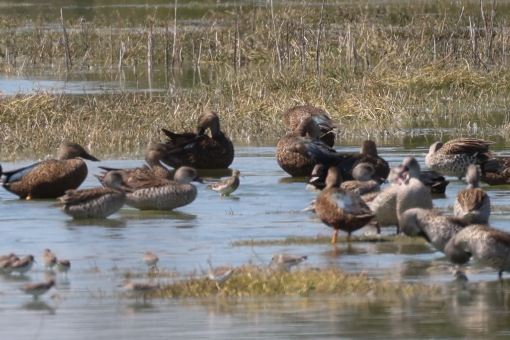 Pectoral Sandpiper - ML615594171