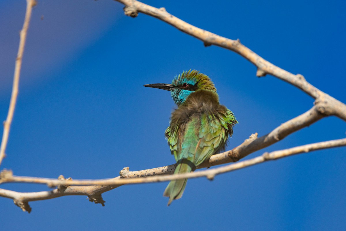 Arabian Green Bee-eater - ML615594205