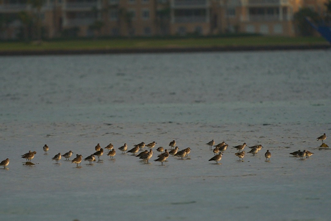 Black-bellied Plover - ML615594206