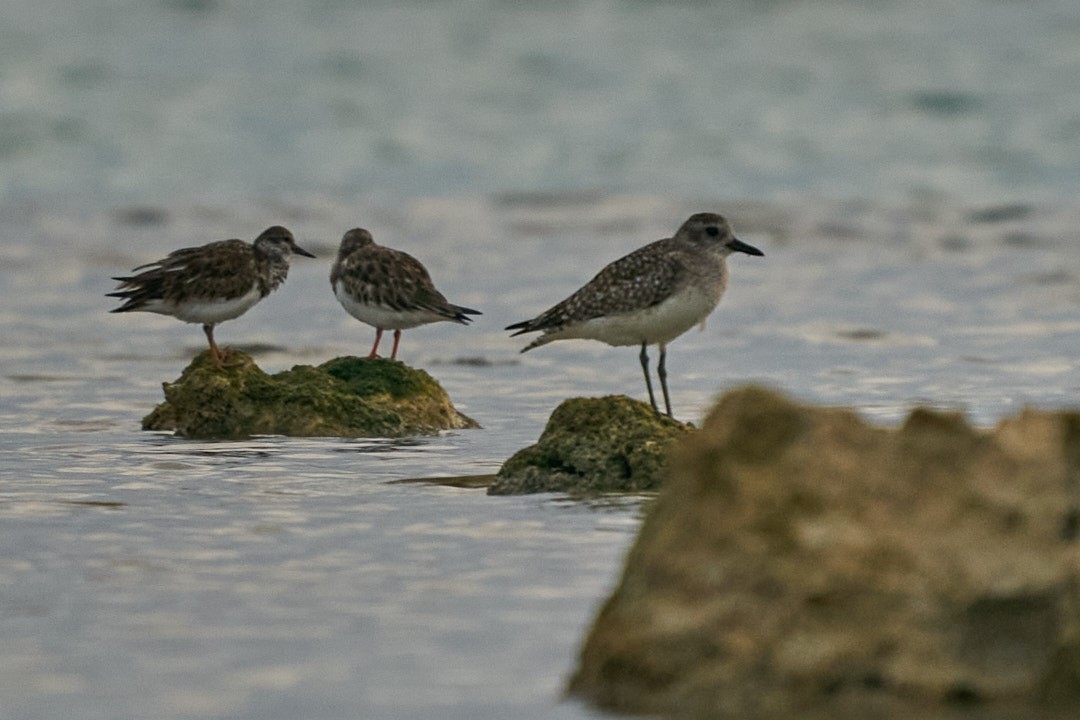 Black-bellied Plover - ML615594207