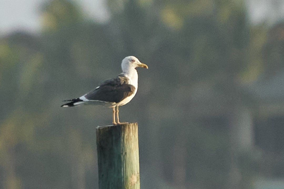 Lesser Black-backed Gull - Philip Cumming