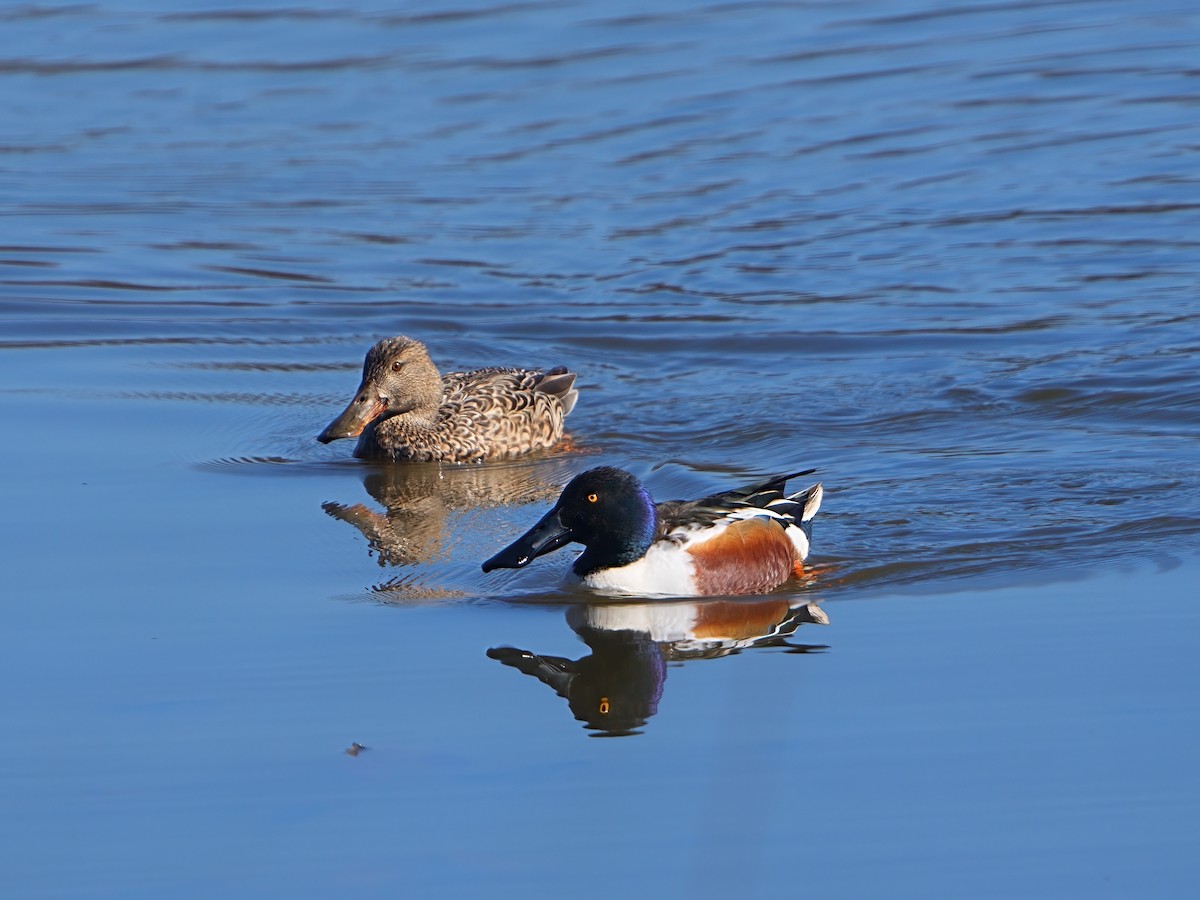 Northern Shoveler - Mei Hsiao