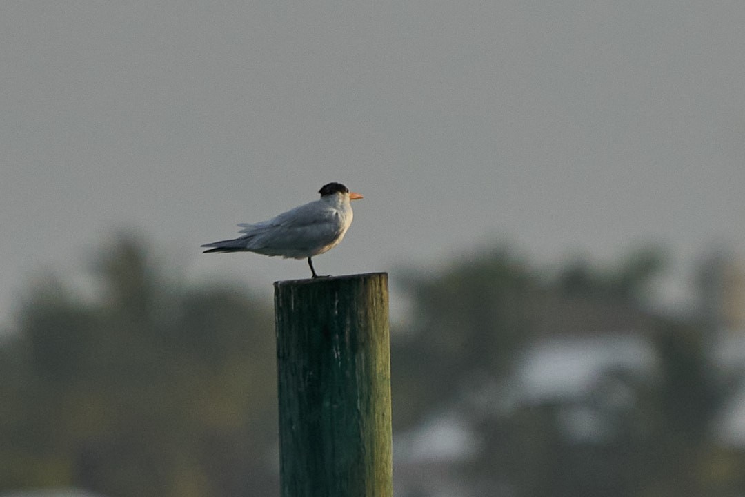 Royal Tern - ML615594223