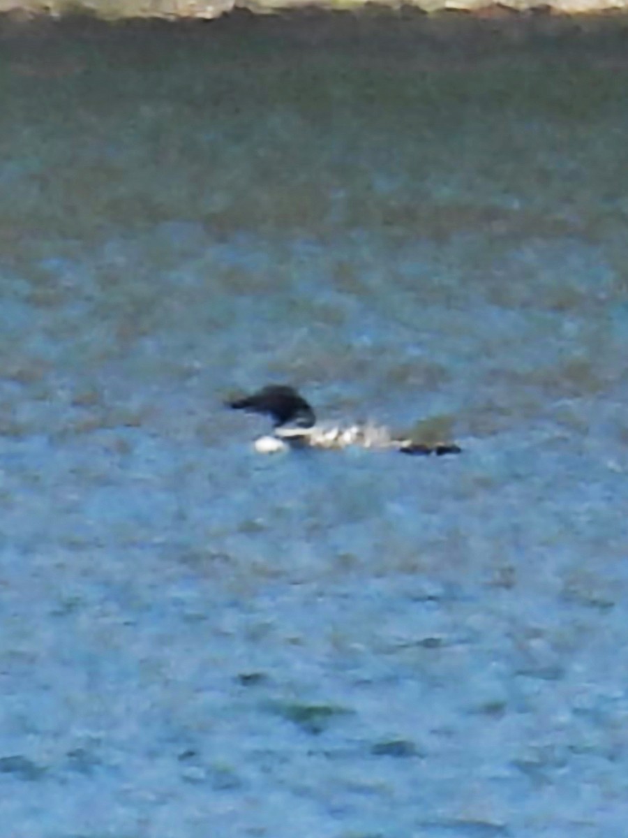 Common Loon - ML615594226