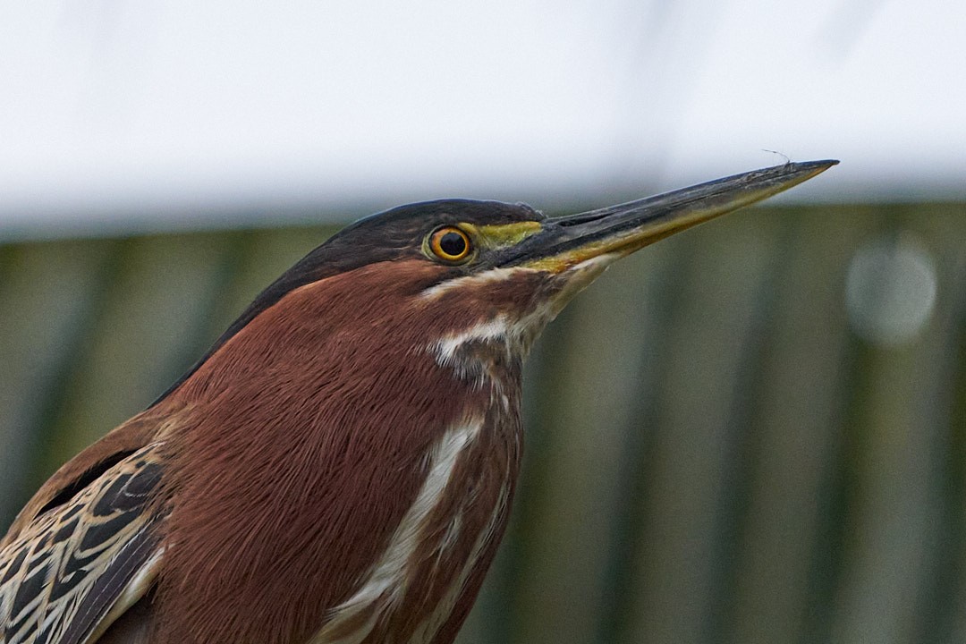 Green Heron - ML615594241