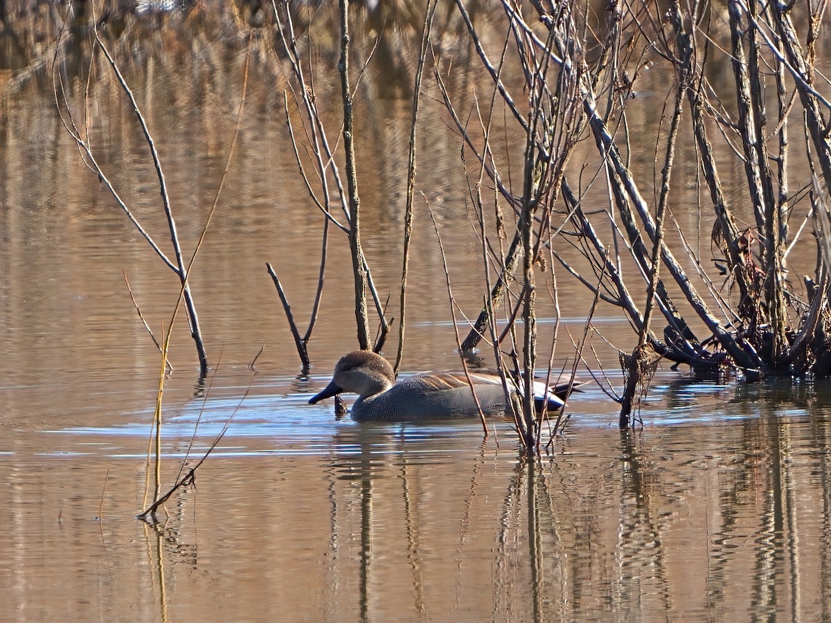 Gadwall - Mei Hsiao