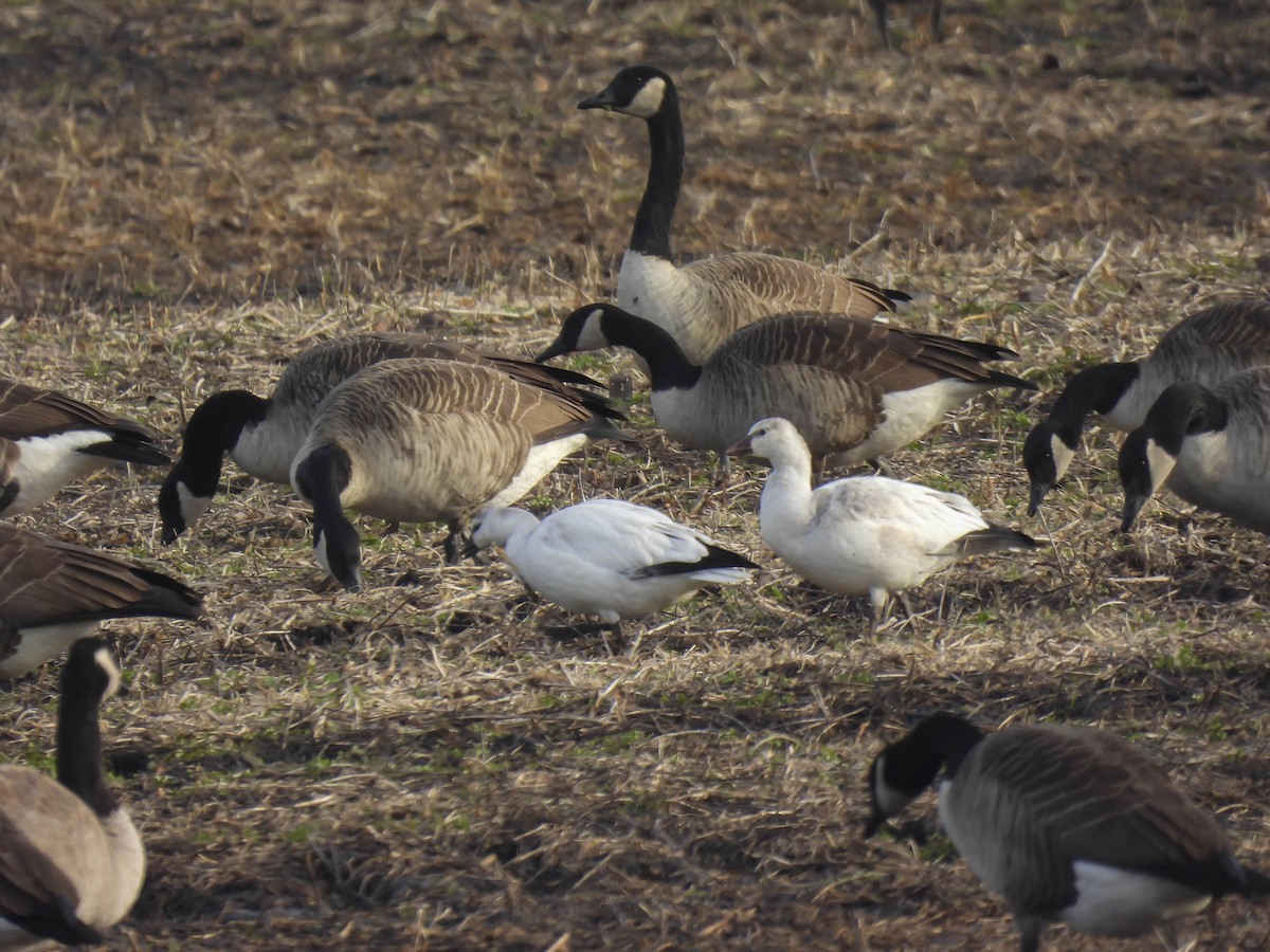 Snow x Ross's Goose (hybrid) - ML615594252