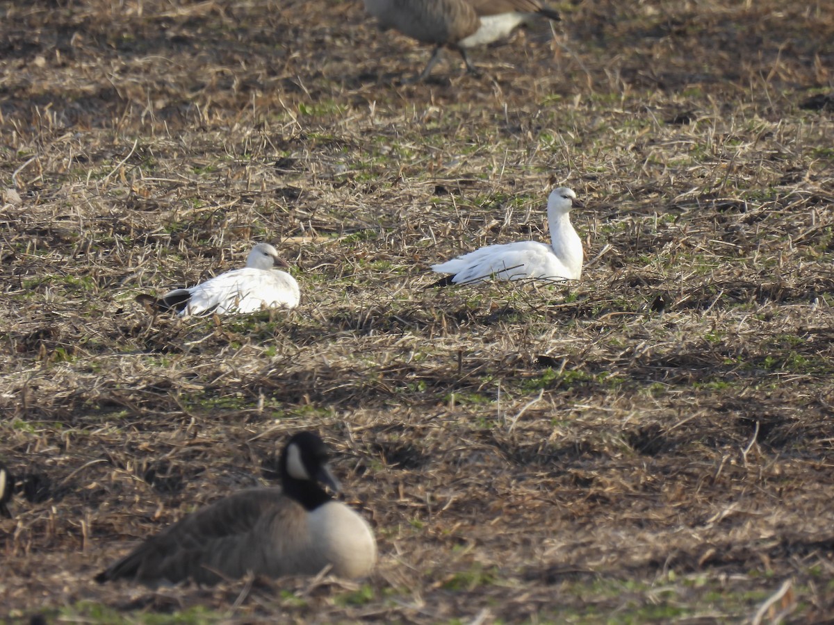 Snow x Ross's Goose (hybrid) - ML615594254