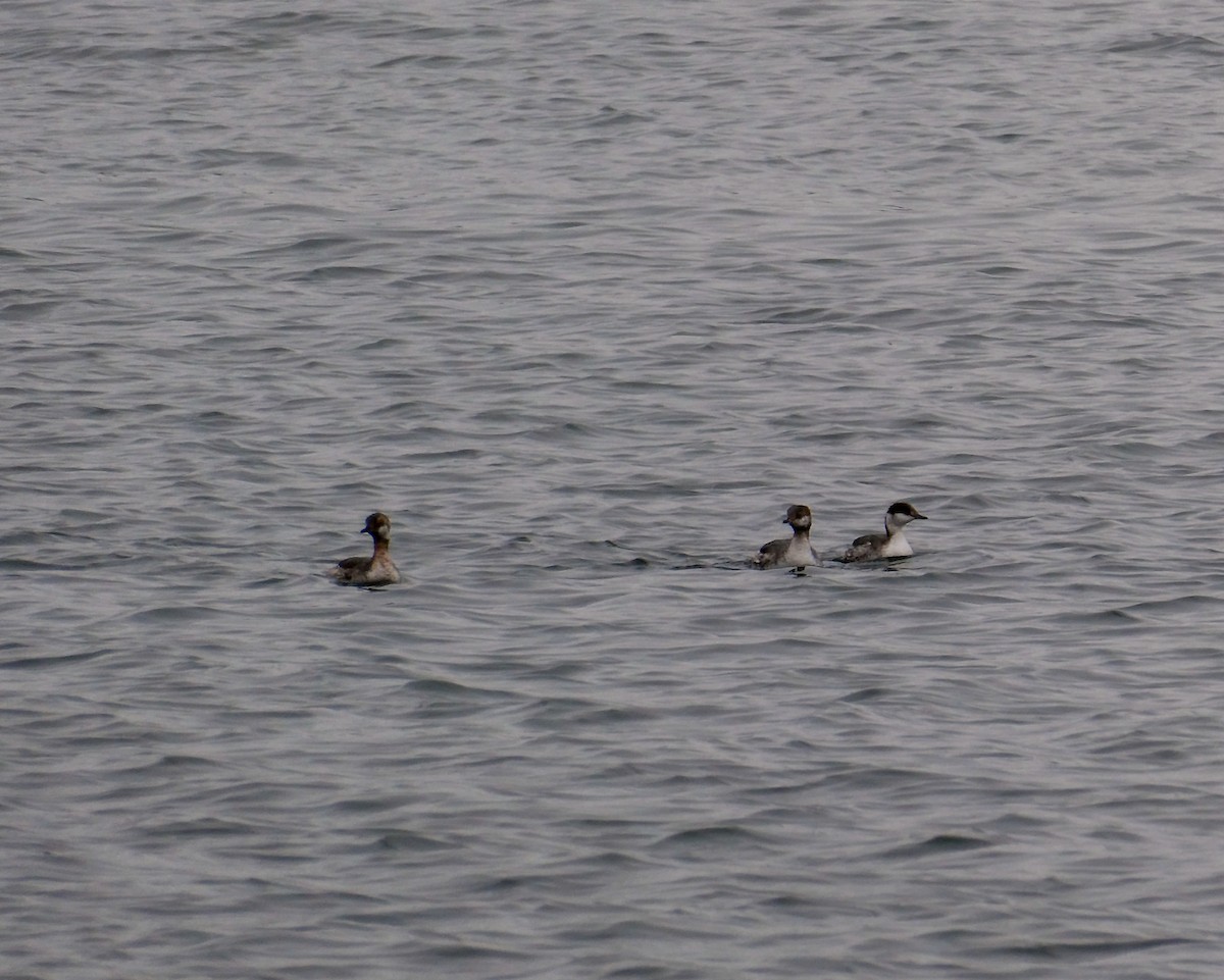 Horned Grebe - ML615594257