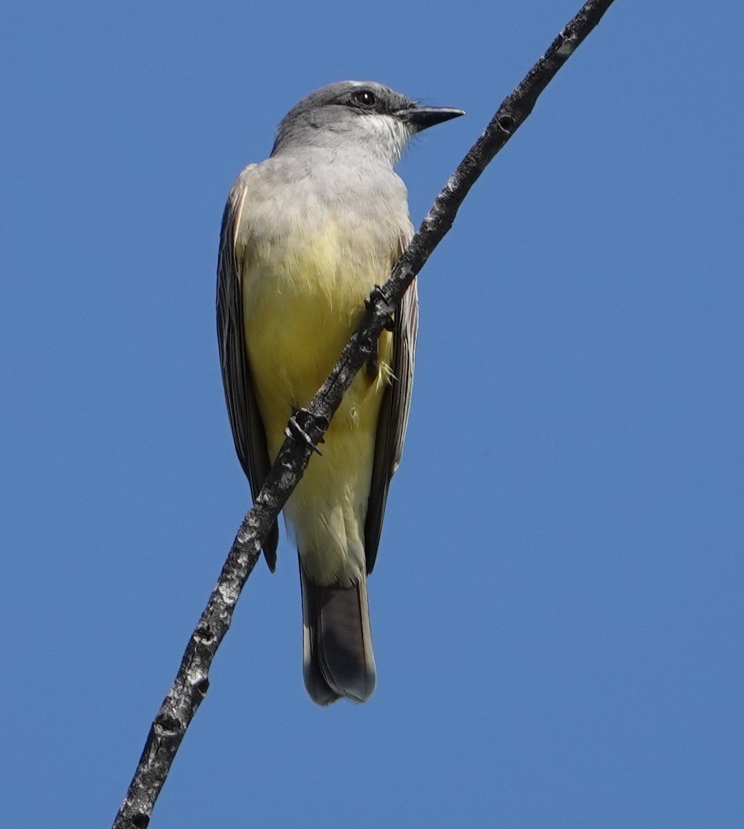 Cassin's Kingbird - ML615594288