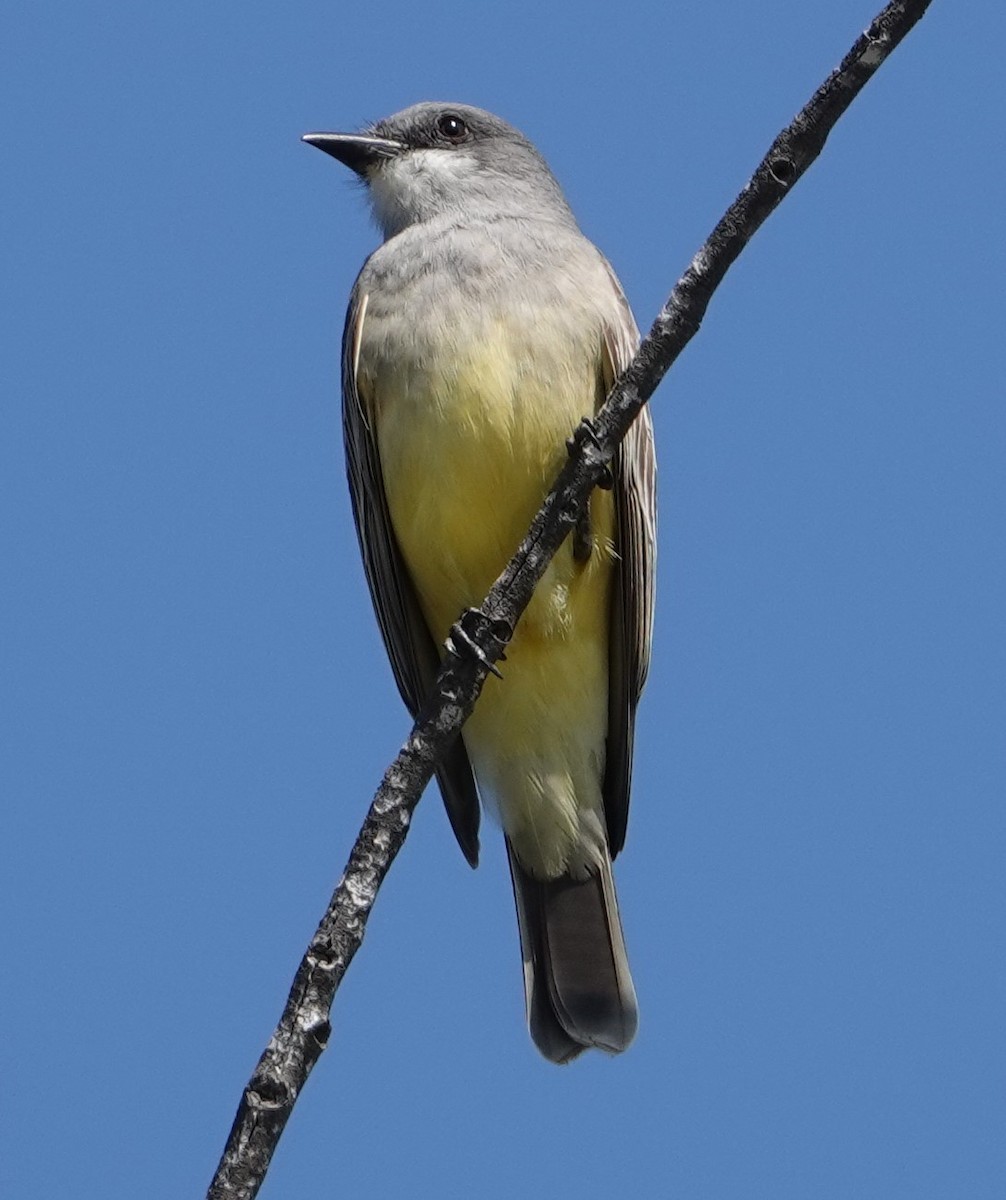 Cassin's Kingbird - ML615594289