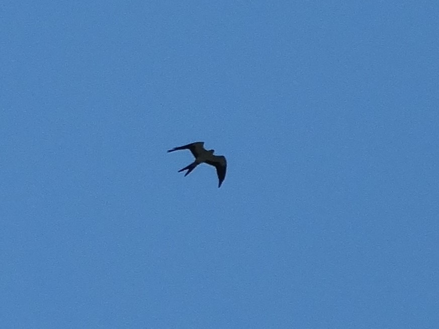 Swallow-tailed Kite - ML615594314