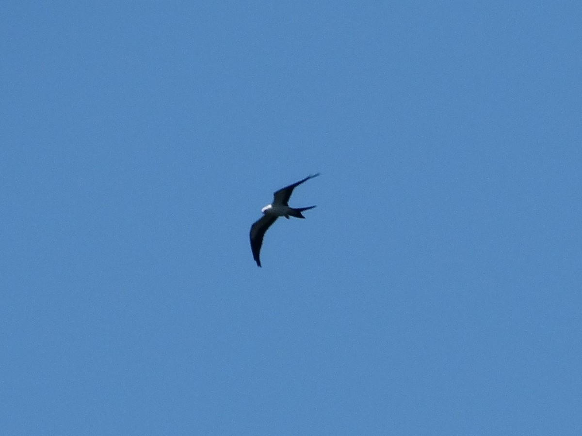 Swallow-tailed Kite - ML615594315