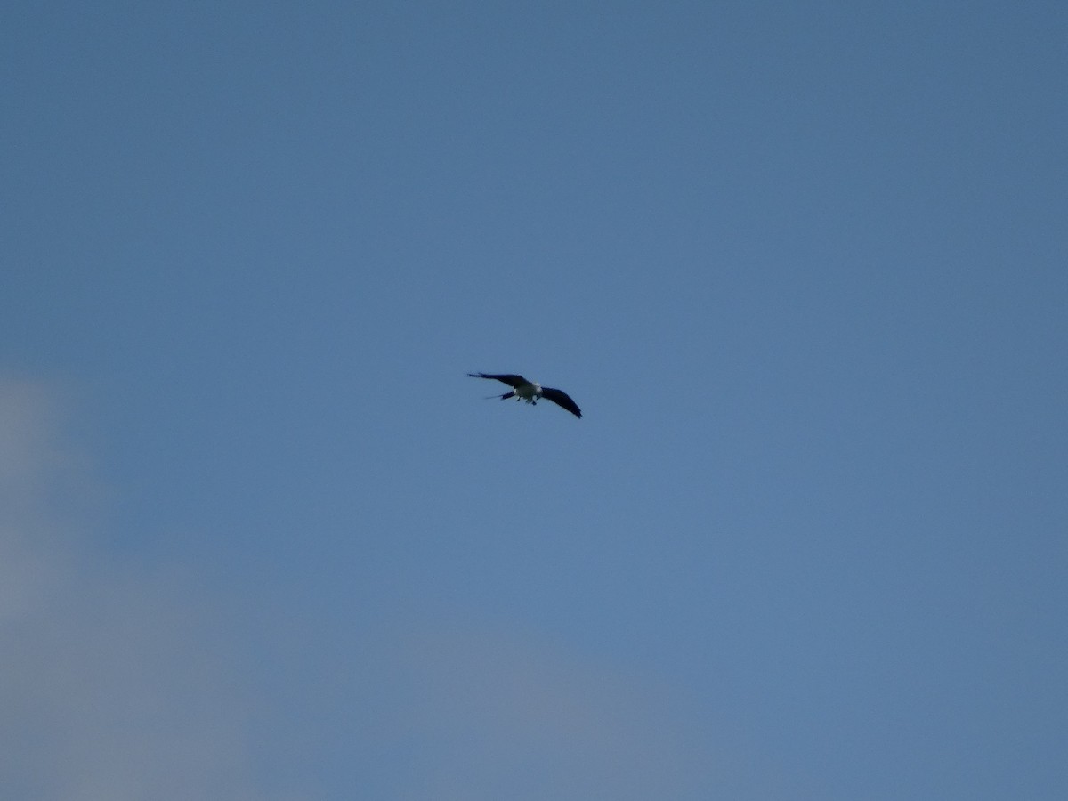 Swallow-tailed Kite - ML615594316