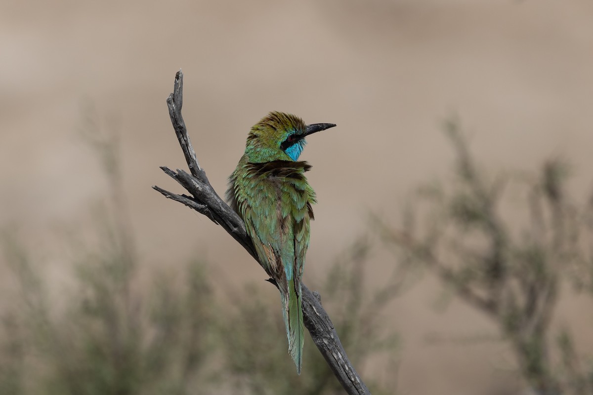 Arabian Green Bee-eater - ML615594363